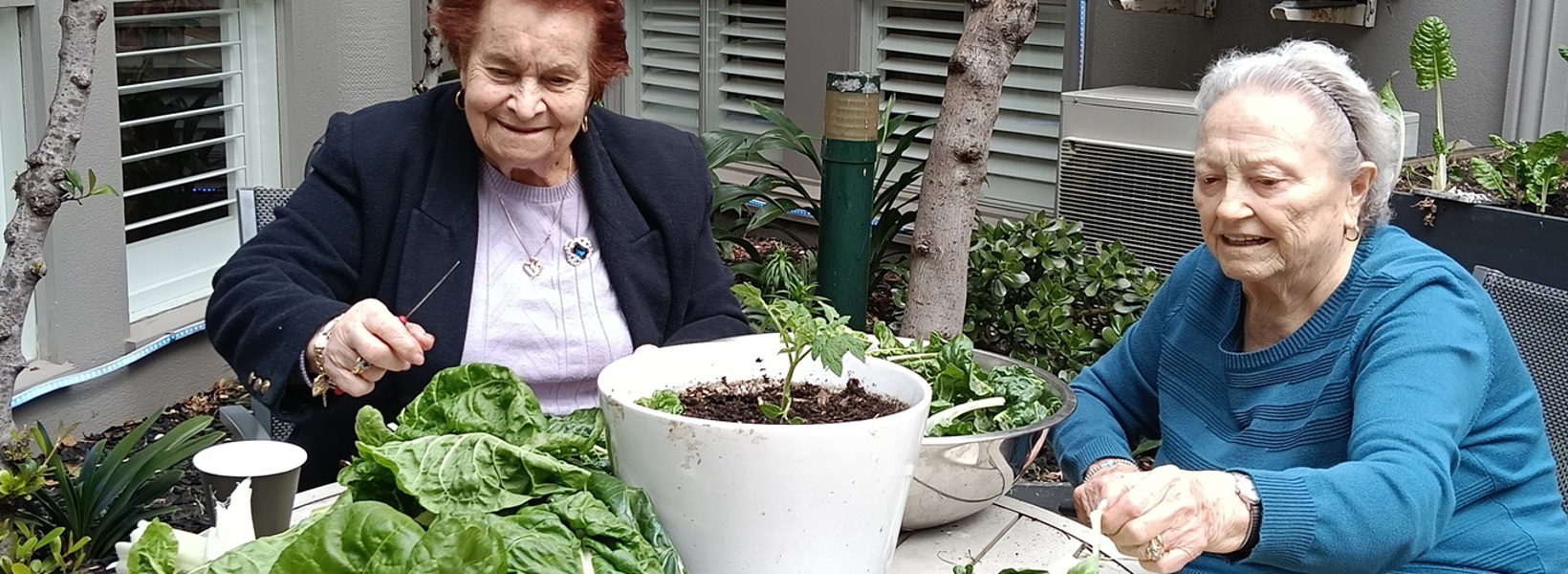Trevi Court residents sorting through silverbeet.jpg Trevi Court residents sorting through silverbeet.jpg